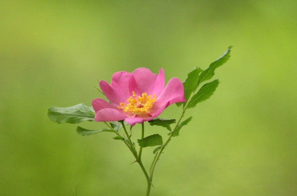 Pink Wild Rose by Deb Oppermann